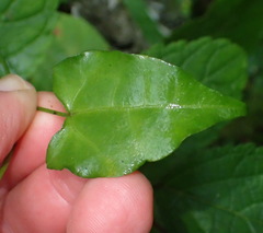 Thunbergia dregeana