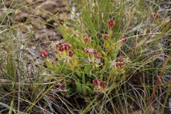 Delosperma brevisepalum
