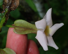 Thunbergia dregeana