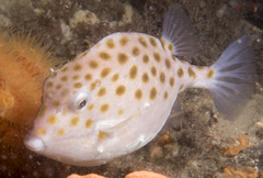 Anoplocapros inermis