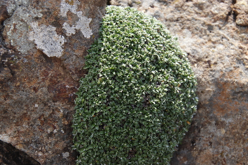 Image of Helichrysum sessilioides by (c) Tony Rebelo, some rights reserved (CC BY-SA)