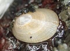Lepeta concentrica