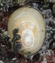 Lepeta concentrica
