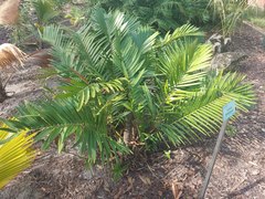 Zamia loddigesii