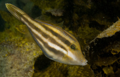 Yellowfin Leatherjacket photo 5