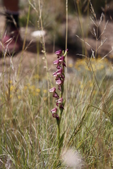 Disperis stenoplectron