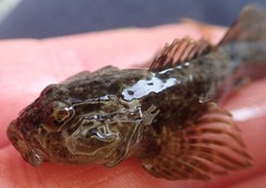 Cottus aleuticus