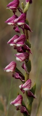 Disperis stenoplectron