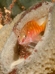 Hypoplectrodes maccullochi