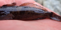 Cottus aleuticus