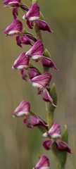 Disperis stenoplectron