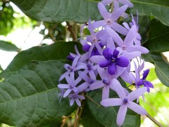 Petrea volubilis