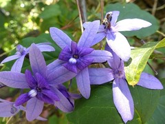 Petrea volubilis