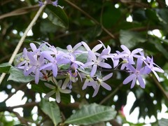Petrea volubilis
