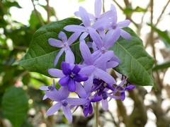 Petrea volubilis