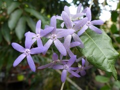 Petrea volubilis