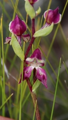 Disperis stenoplectron