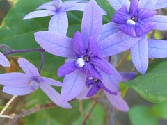 Petrea volubilis