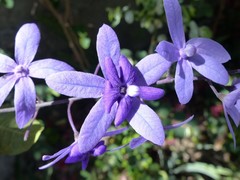 Petrea volubilis