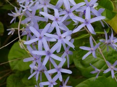 Petrea volubilis