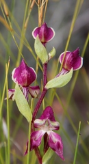 Disperis stenoplectron