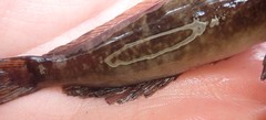 Cottus aleuticus