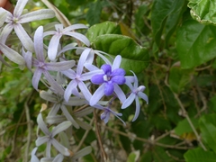 Petrea volubilis
