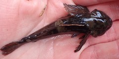 Cottus aleuticus
