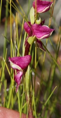 Disperis stenoplectron