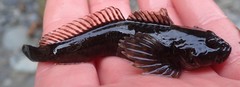 Cottus aleuticus