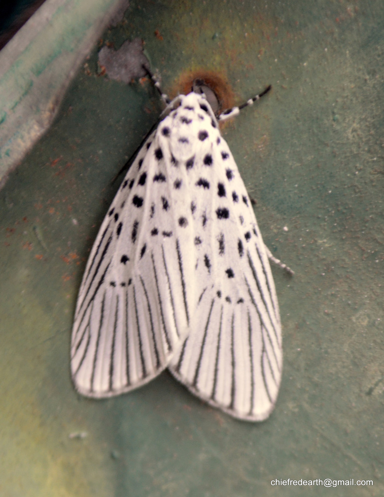 Agrisius guttivitta