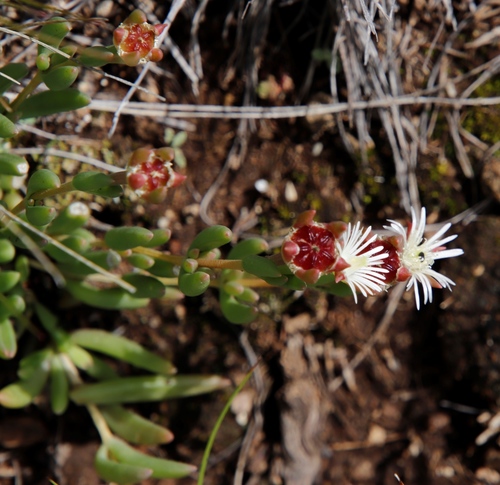 Image of Delosperma congestum by (c) Tony Rebelo, some rights reserved (CC BY-SA)