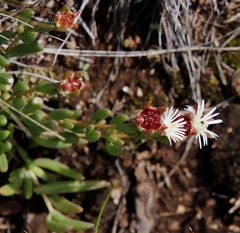Delosperma brevisepalum