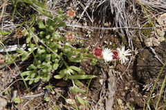 Delosperma brevisepalum