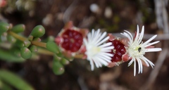 Delosperma brevisepalum