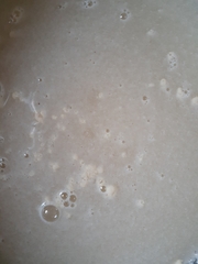 Saccharomyces cerevisiae