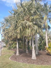 Copernicia prunifera