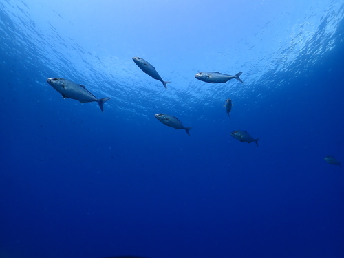 Gof (Seriola dumerili)