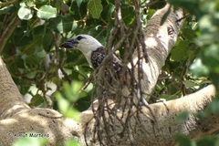 Lybius leucocephalus