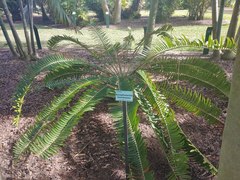 Encephalartos manikensis