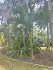 Carpoxylon macrospermum