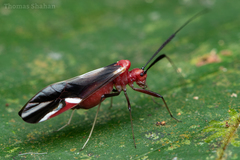 Thyrsophorinae