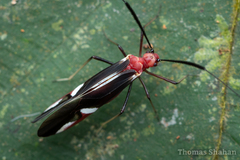 Thyrsophorinae