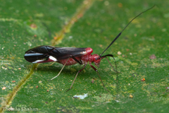 Thyrsophorinae
