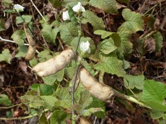 Phaseolus lunatus