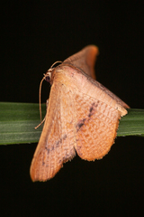 Aglaopus centiginosa