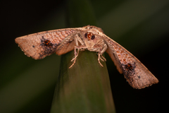 Aglaopus centiginosa