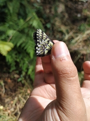 Catasticta semiramis