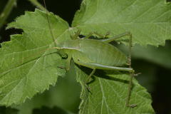 Isophya pyrenaea