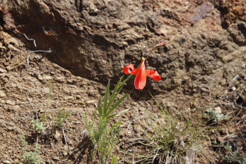Image of Gladiolus saundersii by (c) Tony Rebelo, some rights reserved (CC BY-SA)